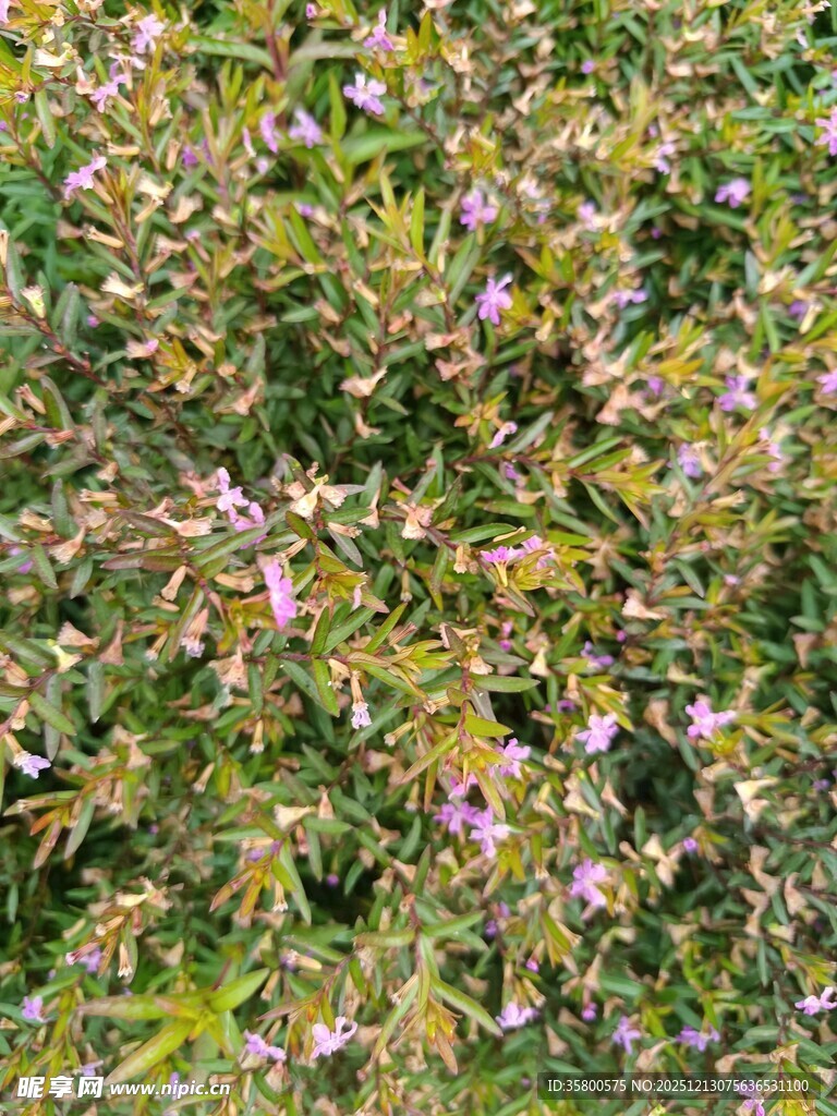 繁茂花丛中的紫色小花