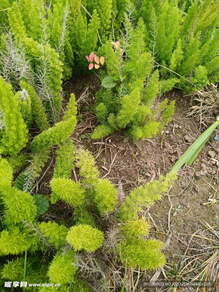 翠绿蕨类植物生机盎然