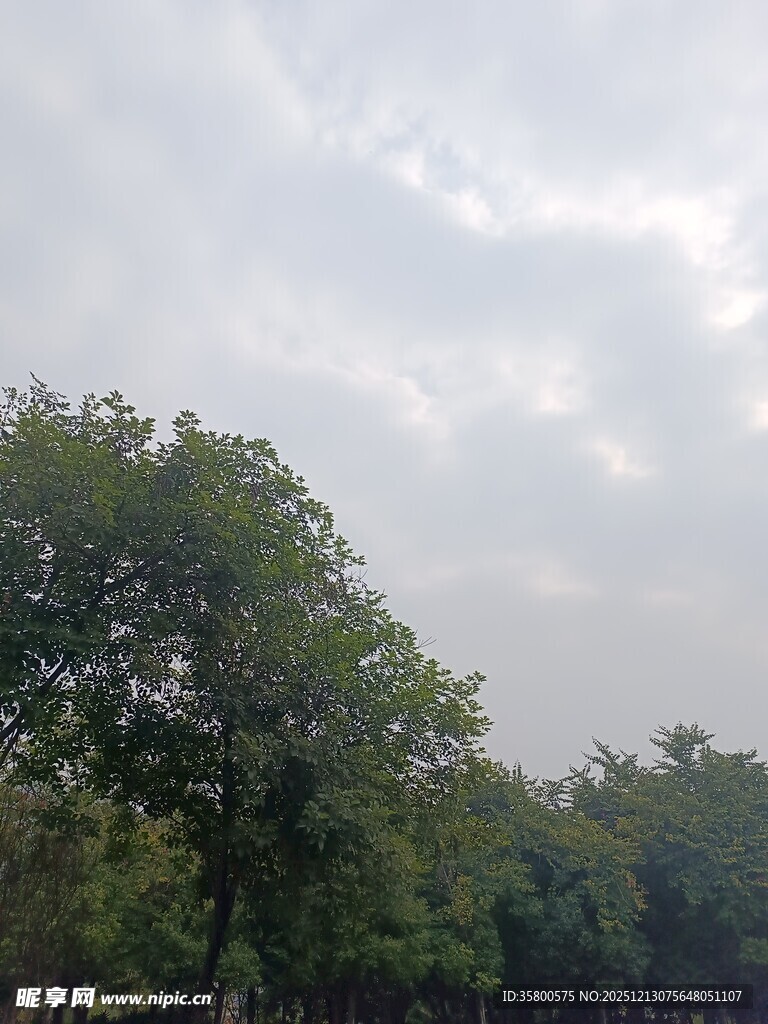 绿树映灰天的自然景致