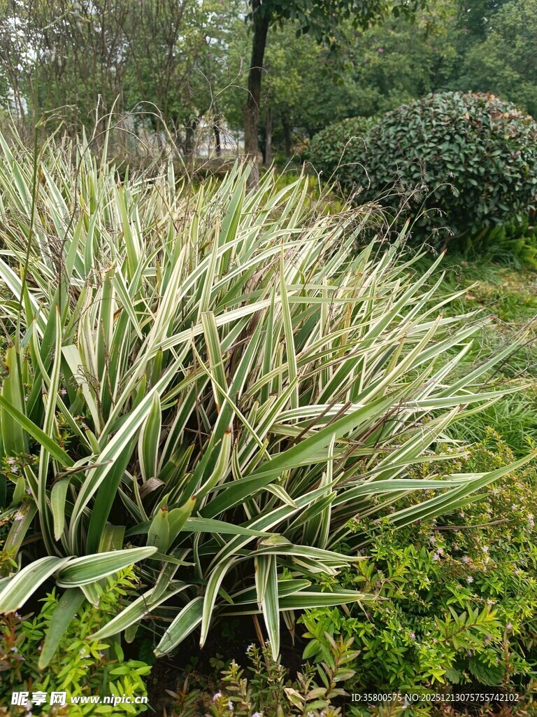 翠绿金边麦冬草景观