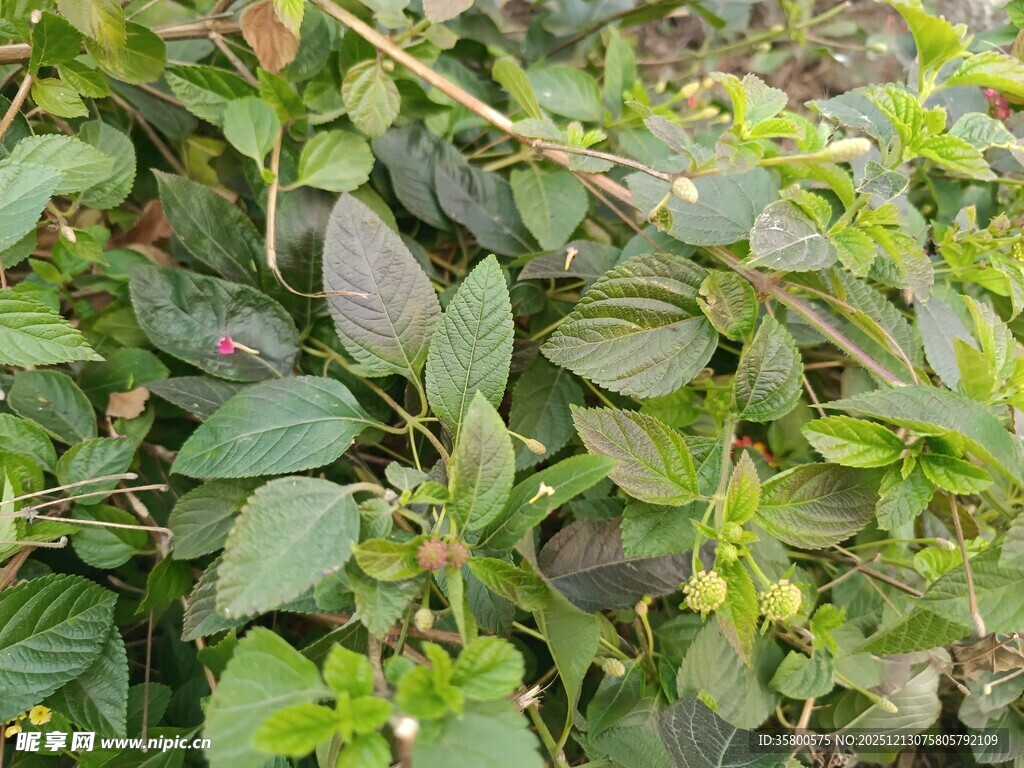 绿叶繁茂的植物景观
