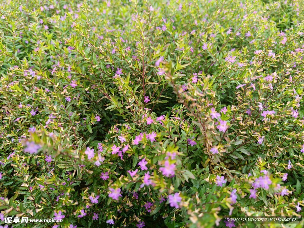 紫色小花盛开的繁茂植物