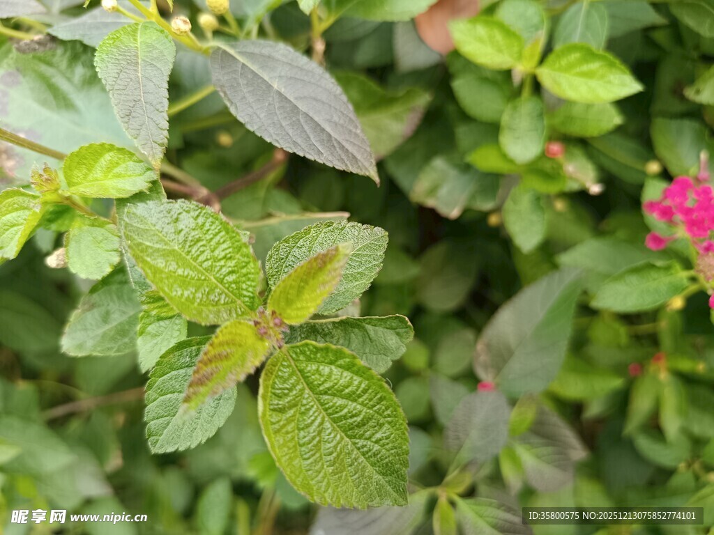 绿叶丛中一抹娇艳红花