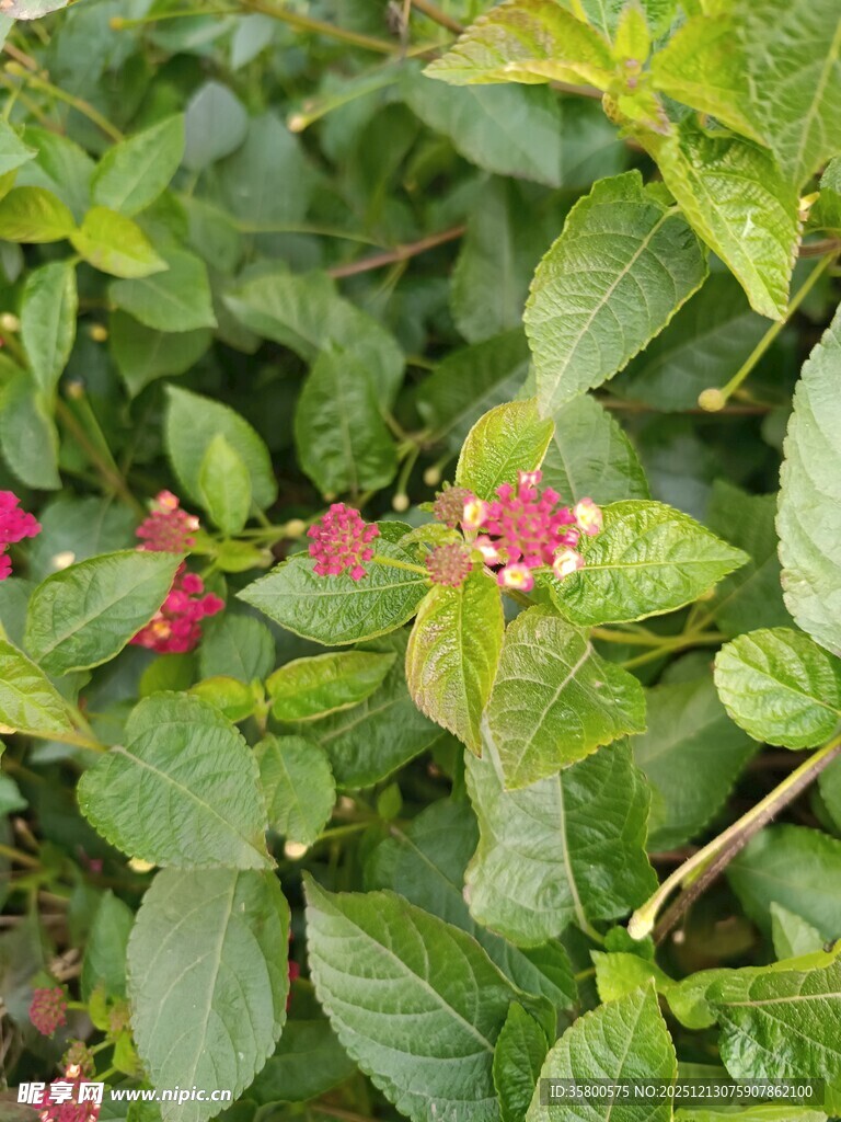 绿叶间的娇艳小红花