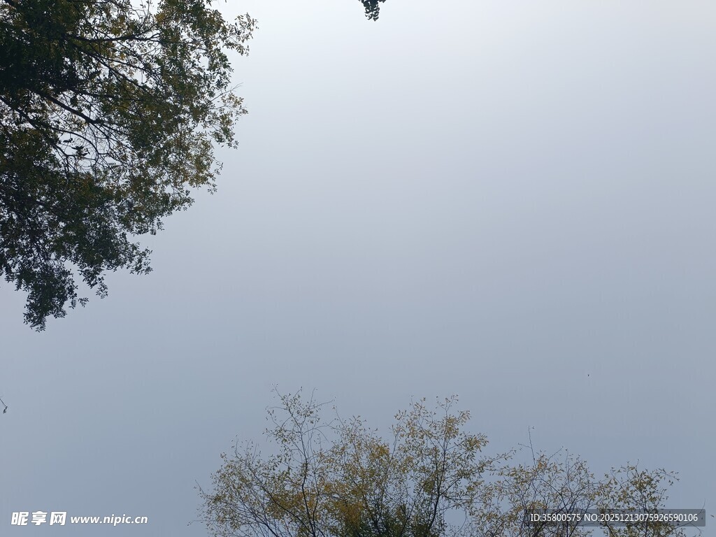 仰视天空中的飞鸟