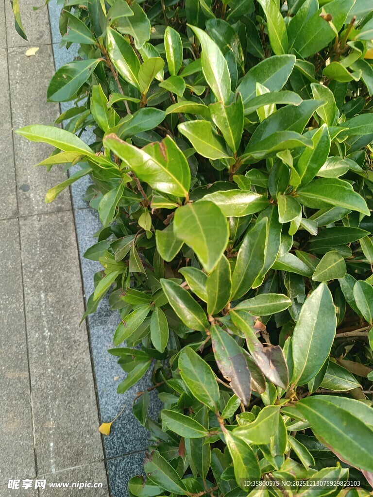 绿叶繁茂的植物景观