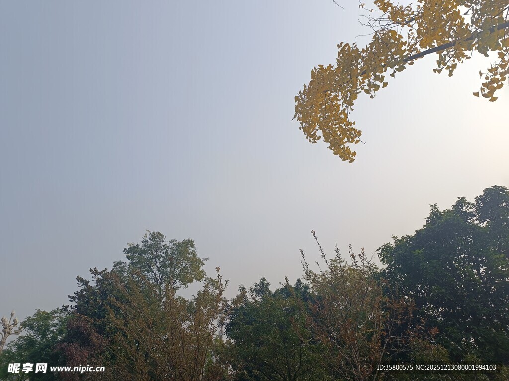 秋日树梢映蓝天