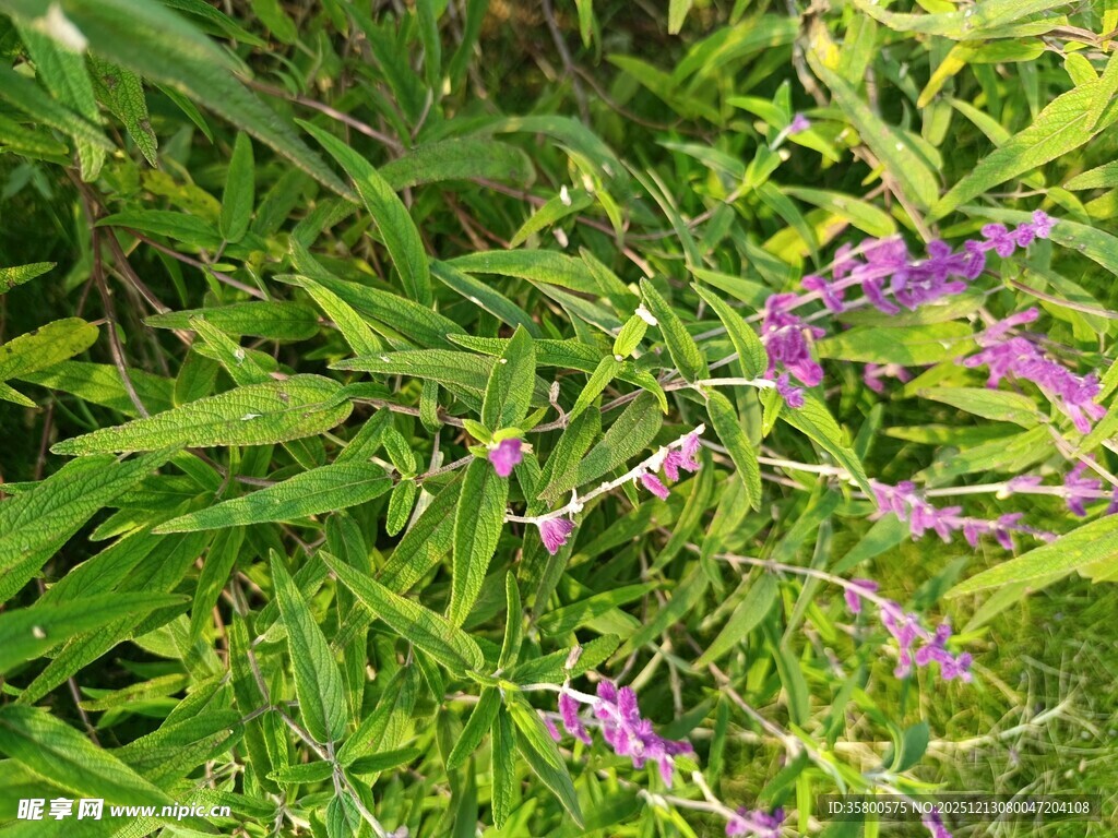 紫色小花绽放于绿叶间