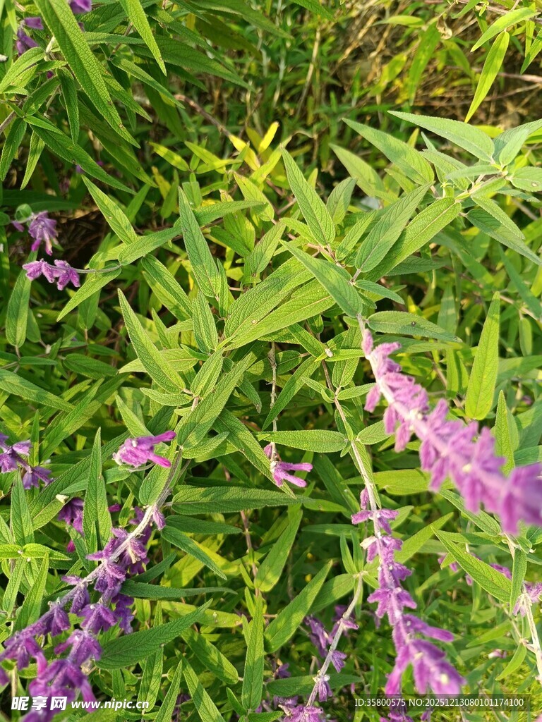 紫色花卉与绿叶植物景观