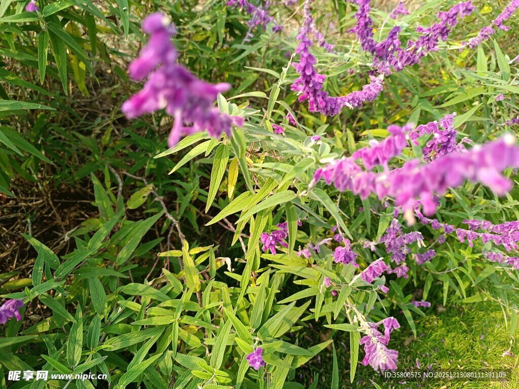 紫色花卉绽放于绿丛中
