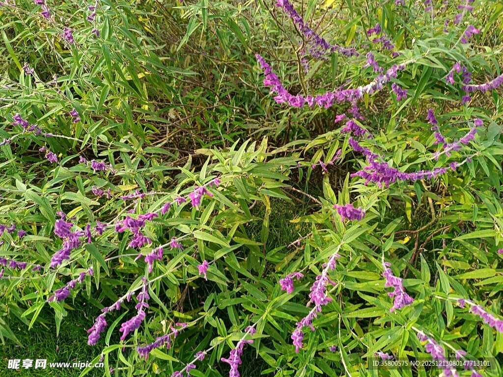 紫色花卉植物景观