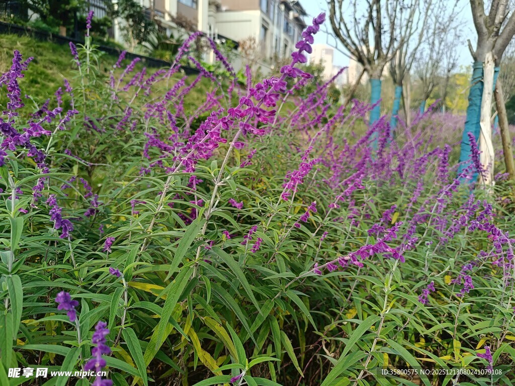 紫色花卉绽放于绿植间