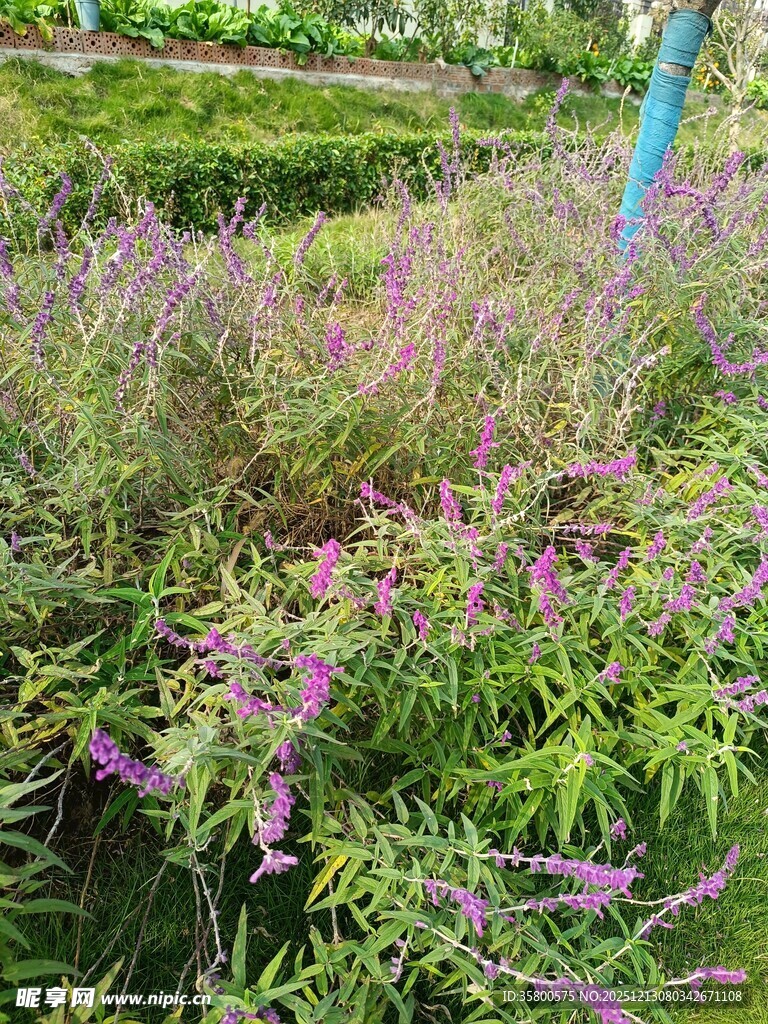 紫色小花植物景观