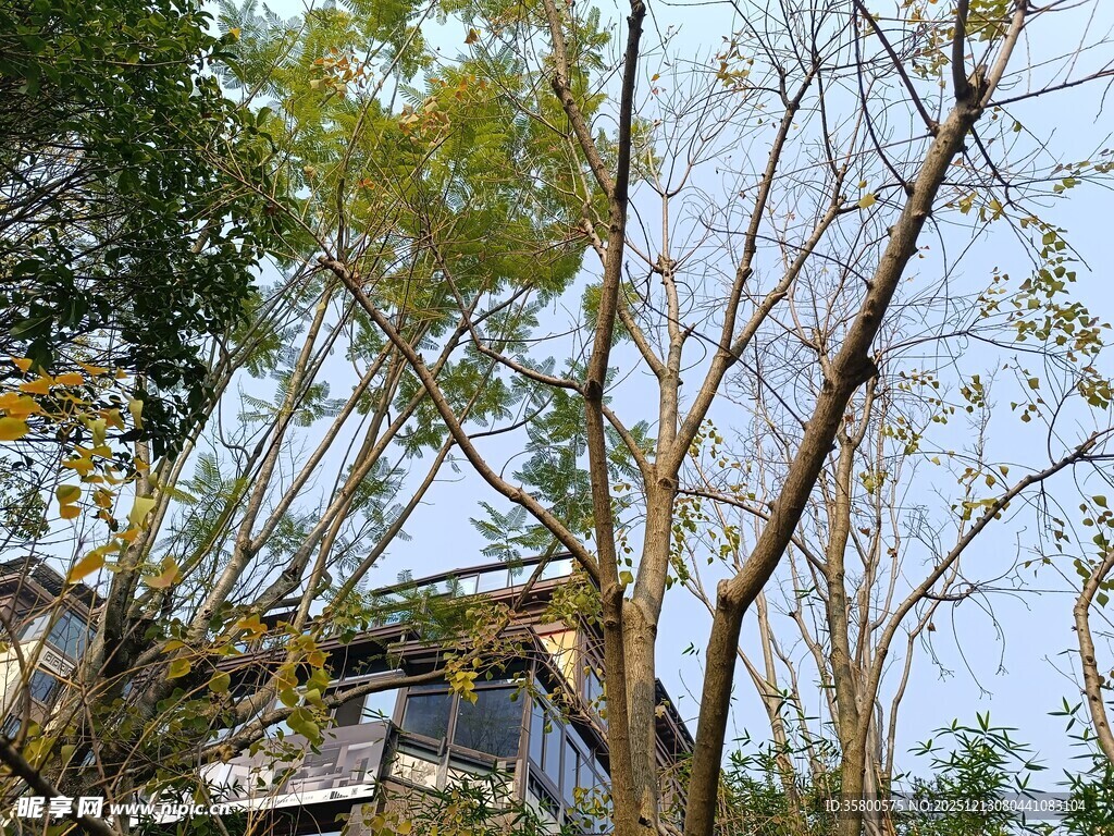 房屋被树木压倒场景