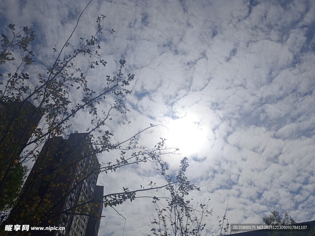 阳光穿透枝叶的天空景象