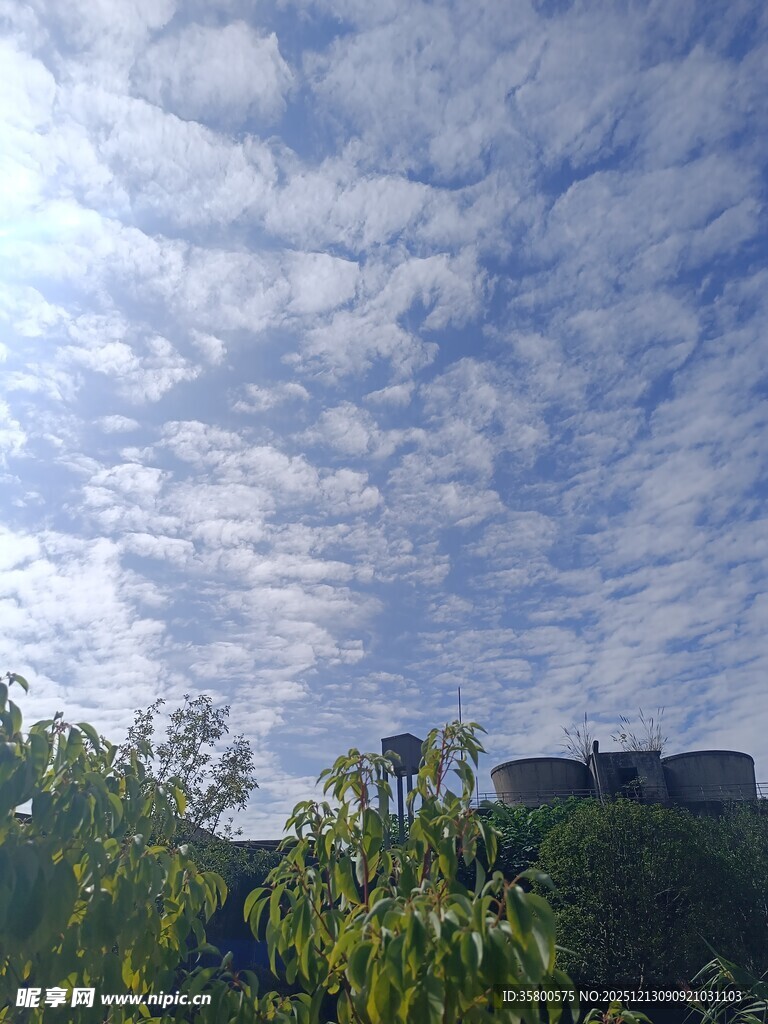 蓝天白云下的绿植景观