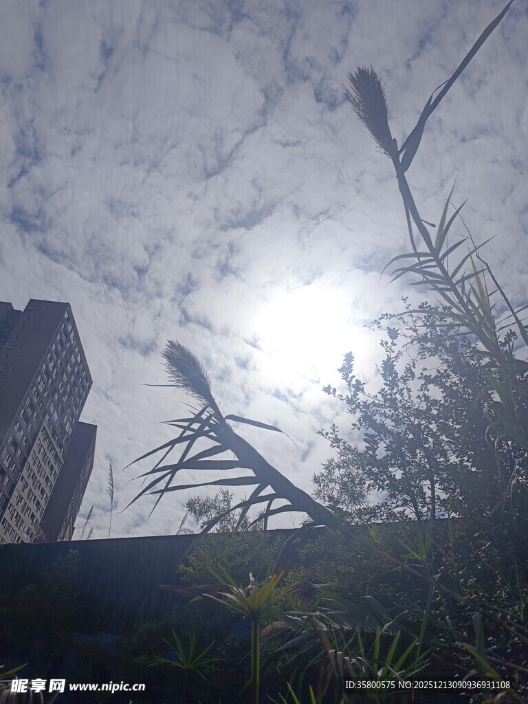 阳光穿透云层下的城市植物