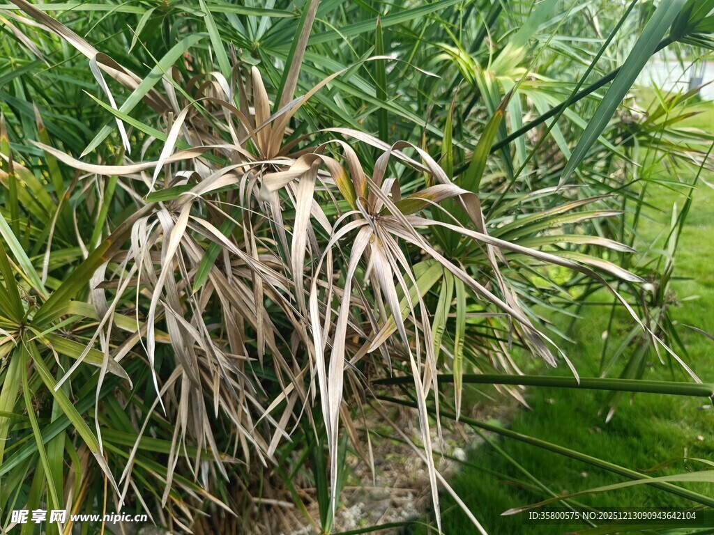 枯萎植物与周边绿植景象