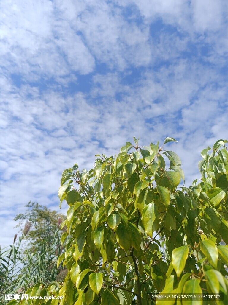 蓝天绿树间的清新景致