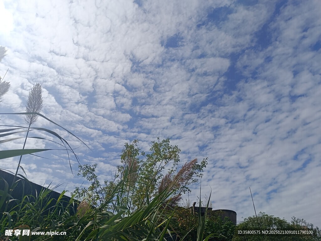 蓝天白云下的绿植景观