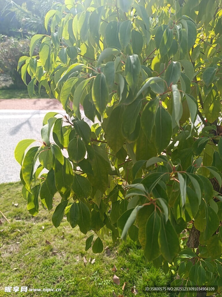 阳光下的绿叶植物