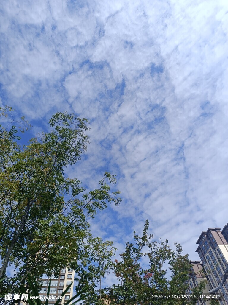 蓝天白云下的绿树与建筑