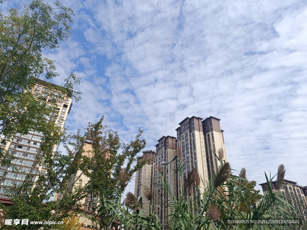 城市中高楼与绿植相映