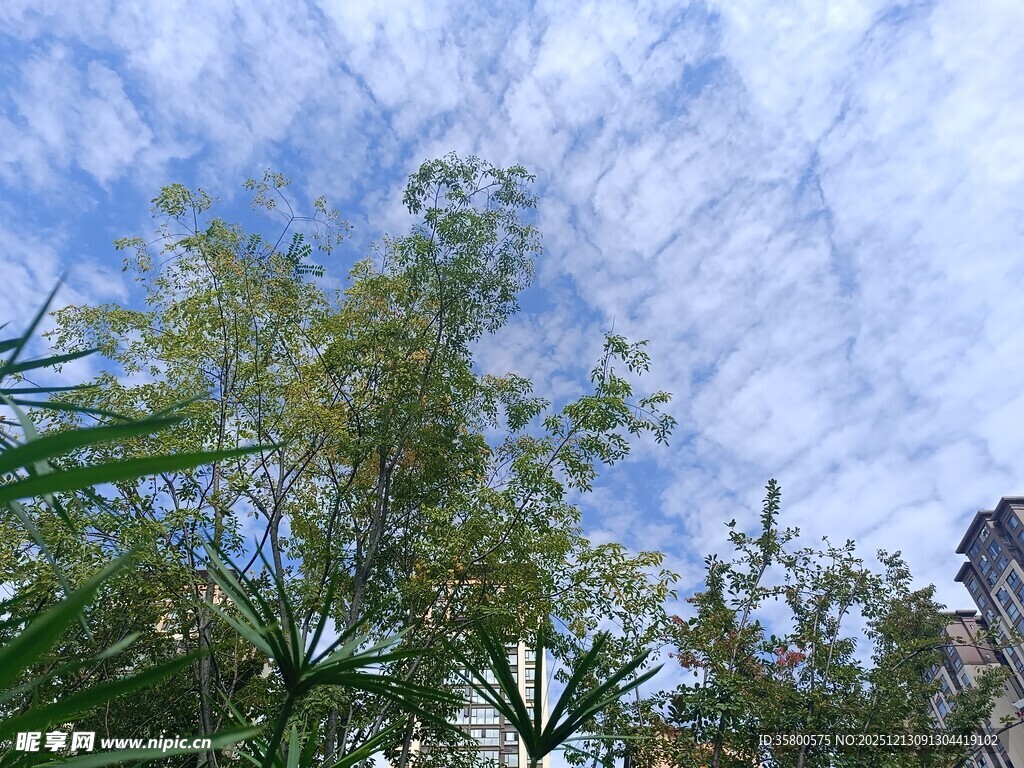 蓝天白云下的葱郁绿植