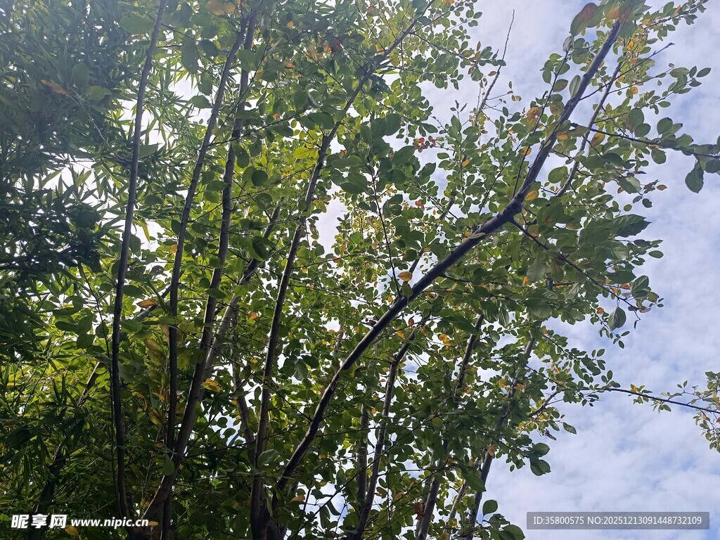 夏日绿树与蓝天景致