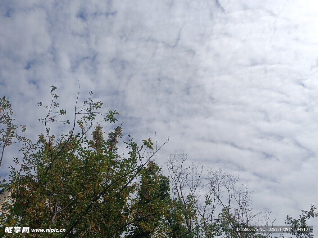 天空下的绿植与卷云