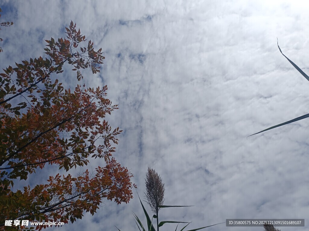 秋日树梢与天空美景