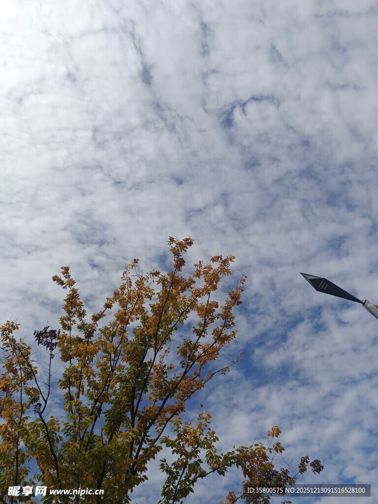 飞鸟掠过秋日树梢天空