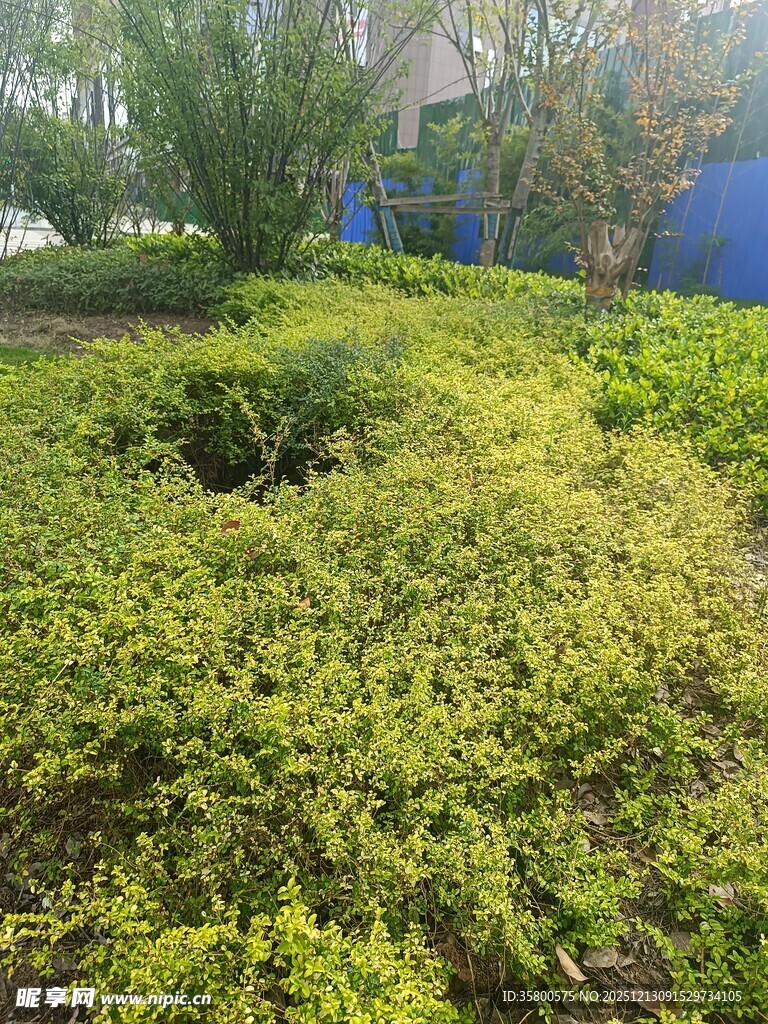 绿意盎然的户外绿植景观