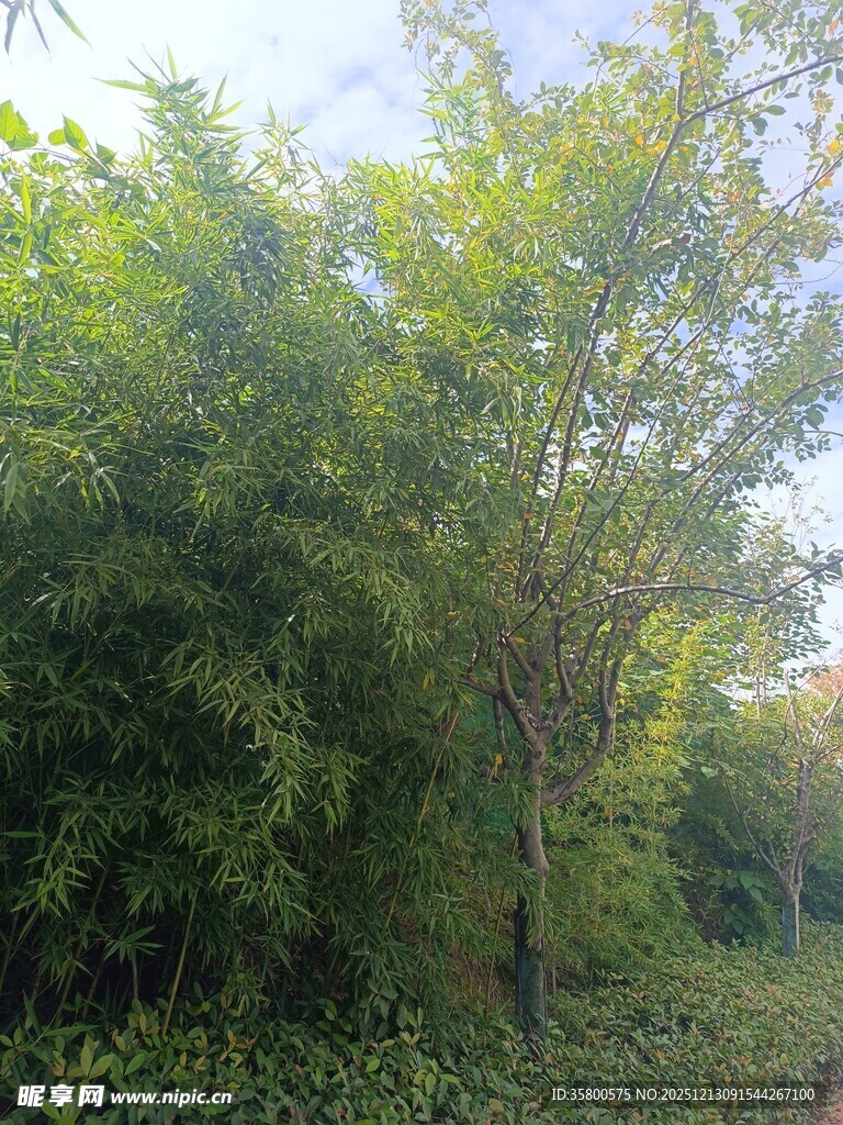 翠绿繁茂的户外绿植景观