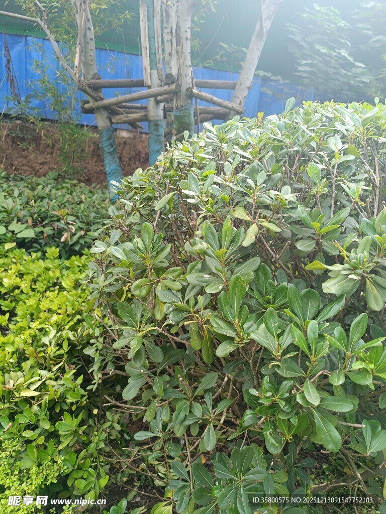 绿意盎然的繁茂植物景观