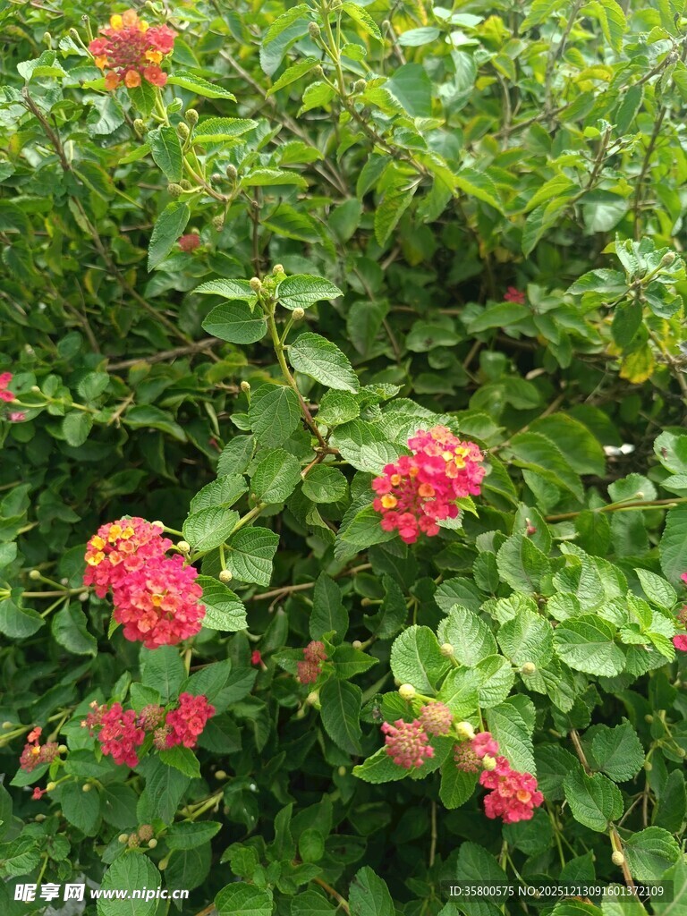 绿叶丛中绽放的鲜艳花朵