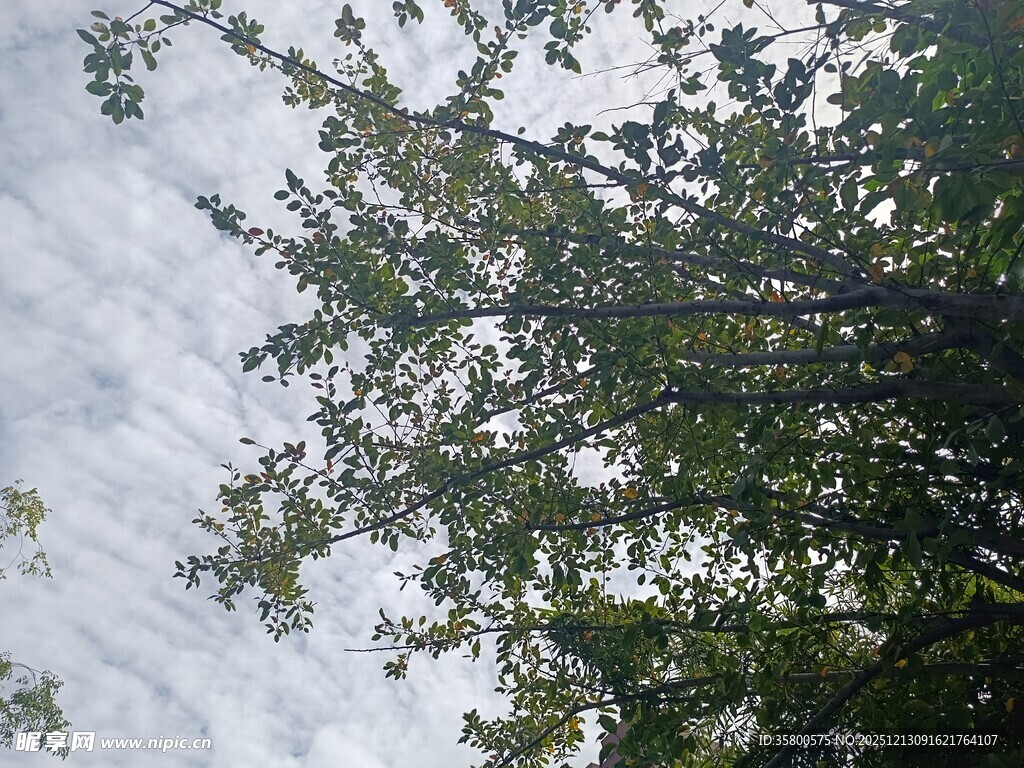 仰视繁茂枝叶与天空