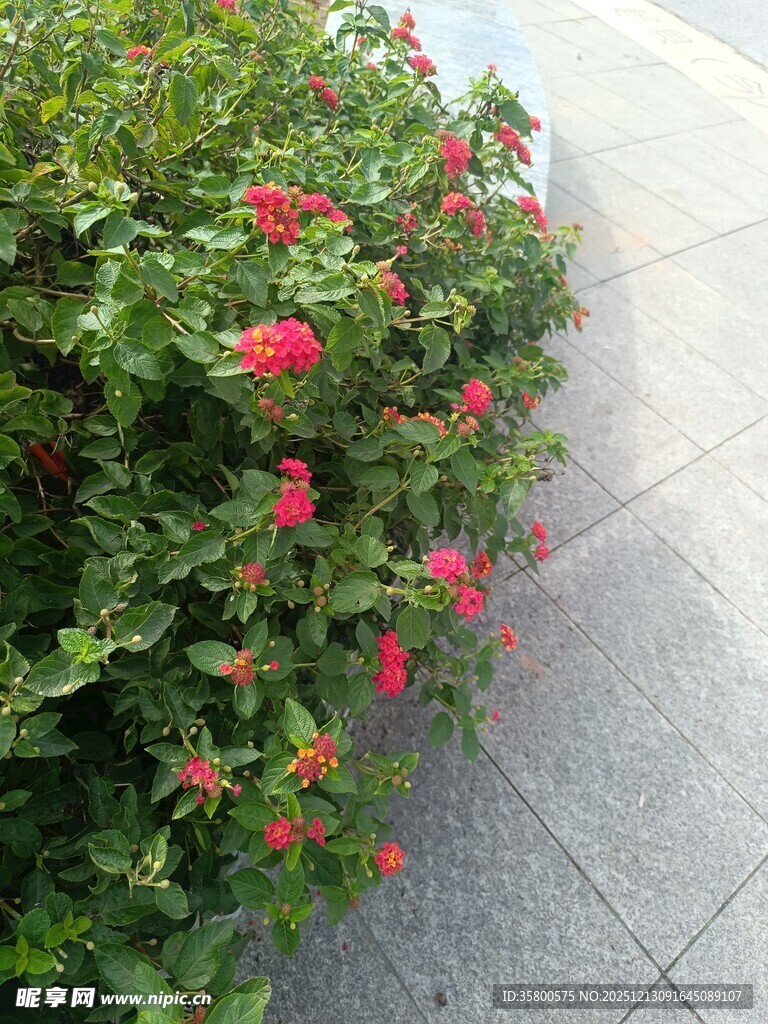 路边绽放的鲜艳红花