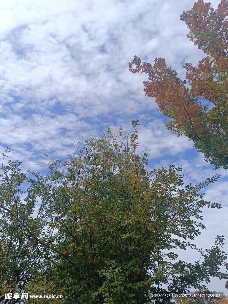 蓝天白云下的葱郁树木