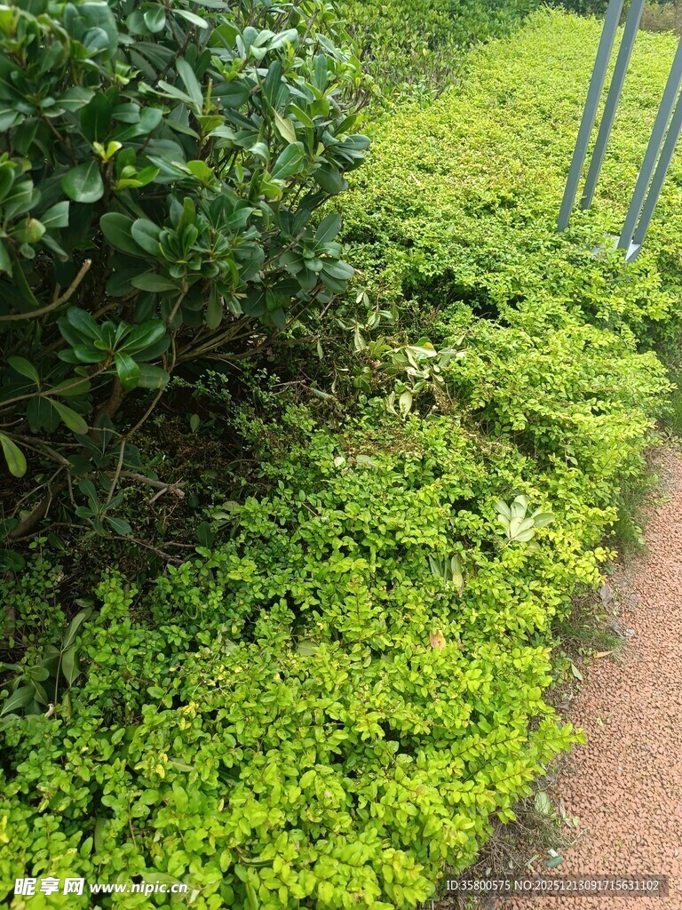 路边翠绿繁茂的植物景观