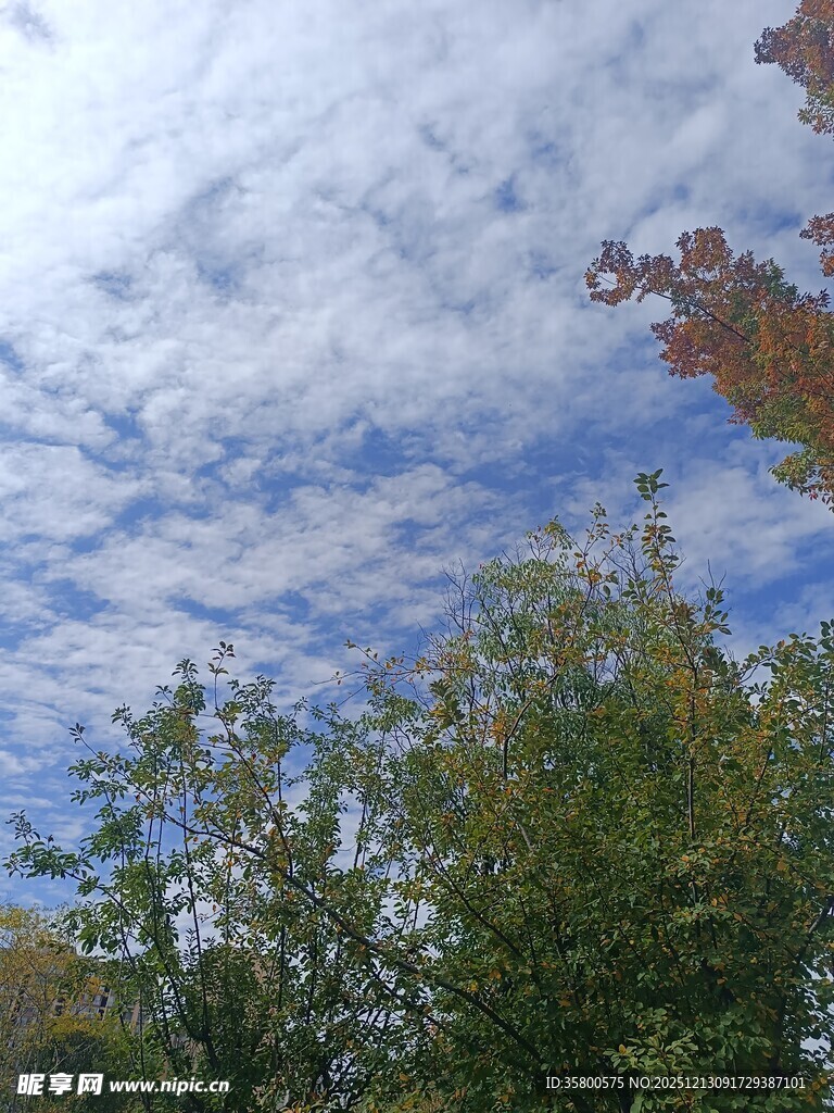 蓝天白云下的葱郁树木