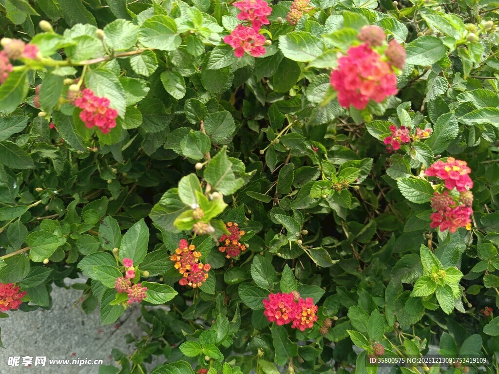 绿叶间绽放的艳丽红花