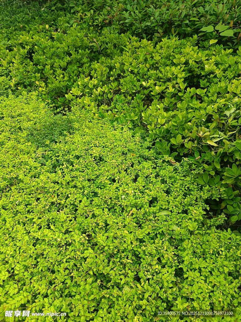 翠绿繁茂的植物景观