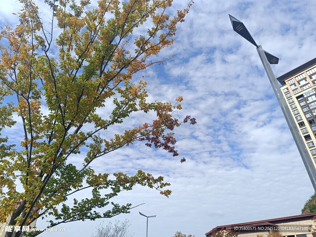 蓝天绿树旁的路灯