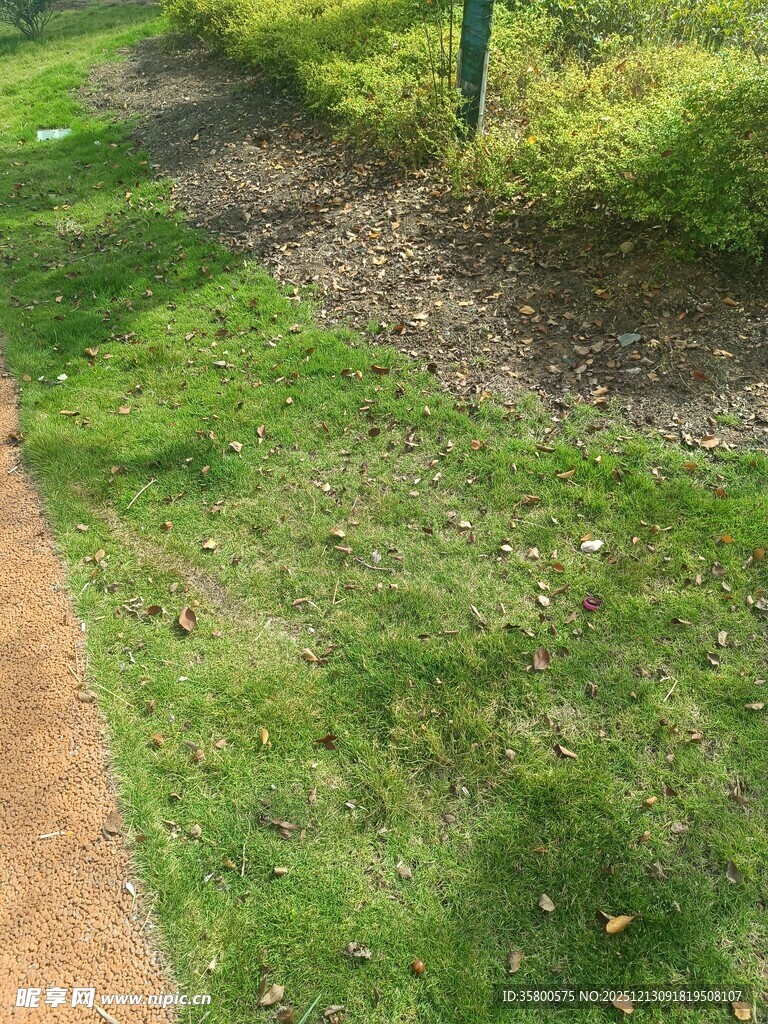 户外小径旁的翠绿草地