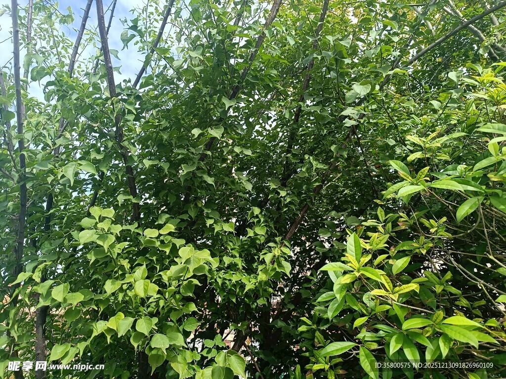 翠绿繁茂的植物景观