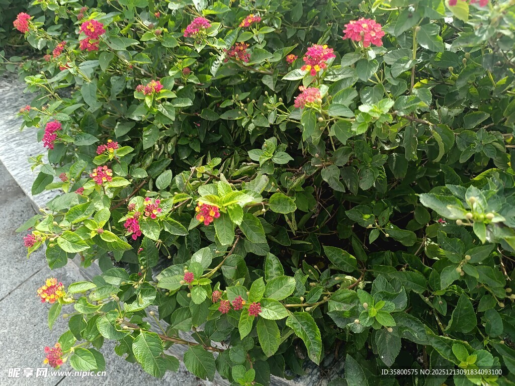 盛开的粉色花丛