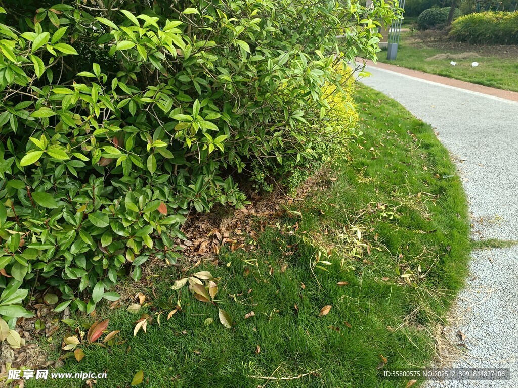 蜿蜒小径旁的绿植景观