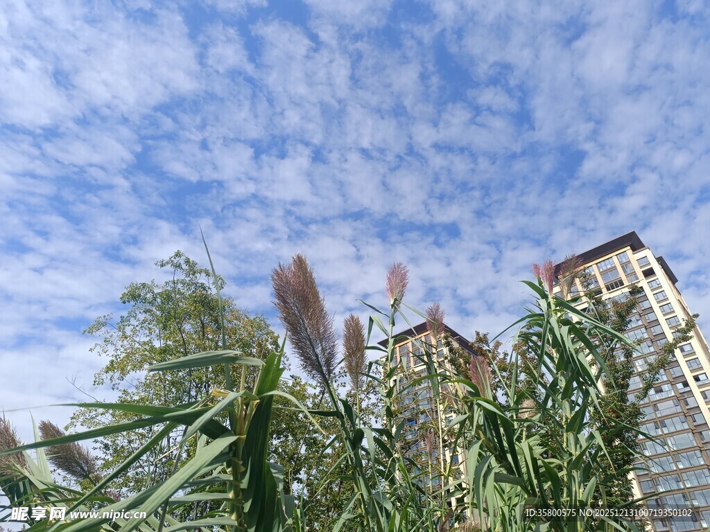 蓝天白云下的城市与绿植