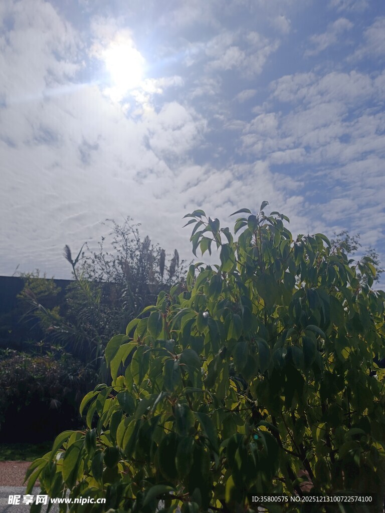 阳光穿透云层下的绿树